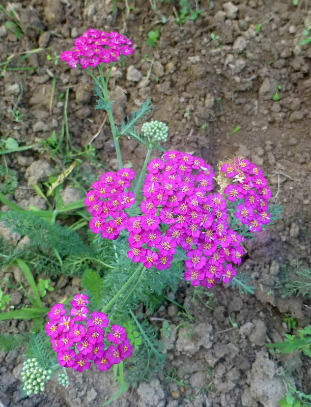 Achillea millefolium hort